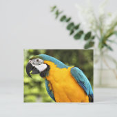 Macaw Briefkaart (Staand voorkant)