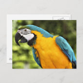 Macaw Briefkaart (Voorkant / Achterkant)