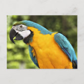 Macaw Briefkaart (Voorkant)
