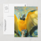 Macaw Briefkaart (Voorkant / Achterkant)
