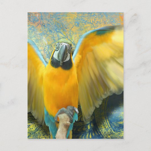 Macaw Briefkaart (Voorkant)