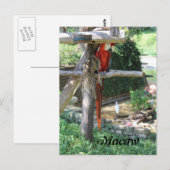 Macaw Briefkaart (Voorkant / Achterkant)