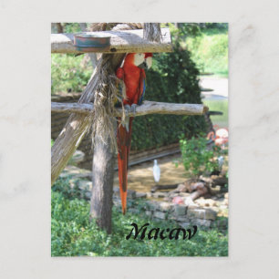 Macaw Briefkaart