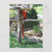 Macaw Briefkaart (Voorkant)