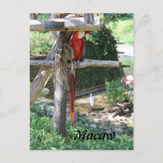 Macaw Briefkaart (Voorkant)