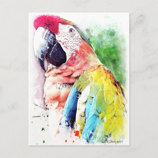 Macaw Briefkaart (Voorkant)