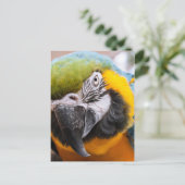 Macaw Close-up briefkaart (Staand voorkant)
