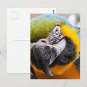Macaw Close-up briefkaart (Voorkant / Achterkant)
