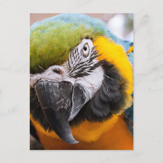 Macaw Close-up briefkaart (Voorkant)