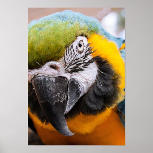 Macaw Close-up poster (Voorkant)