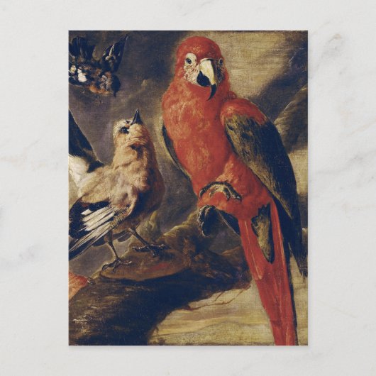 Macaw en Bullfinch Briefkaart (Voorkant)