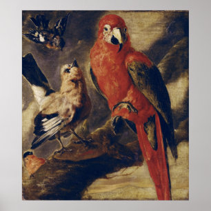 Macaw en Bullfinch Poster
