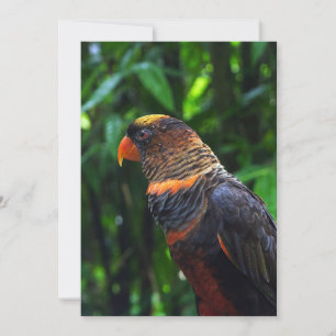 Macaw Feestdagenkaart