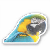 Macaw Foto Sticker (Voorkant)