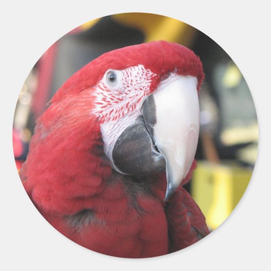 Macaw grote sticker (Voorkant)