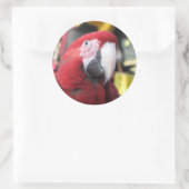 Macaw grote sticker (Tas)