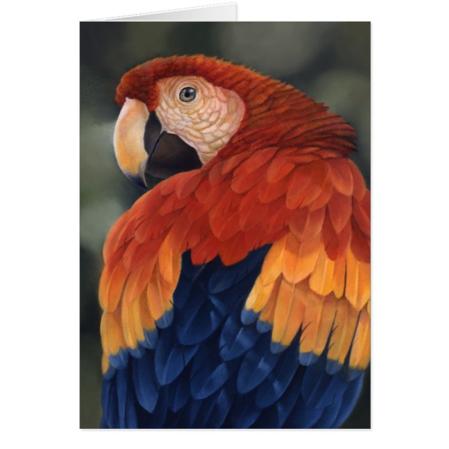Macaw-kaart (Voorkant)