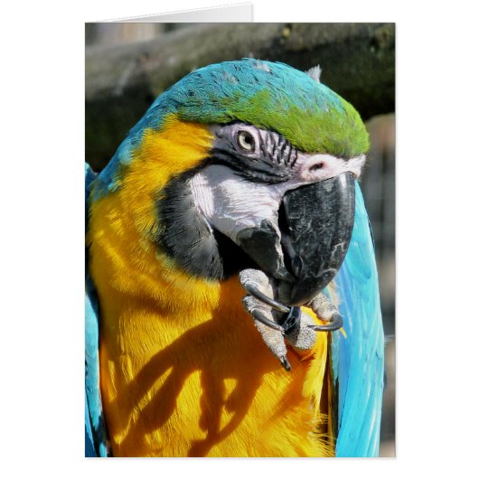 MACAW-kaart (Voorkant)