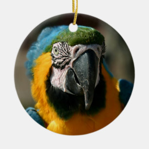 Macaw Keramisch Ornament