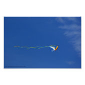 Macaw Kite Foto Afdruk (Voorkant)