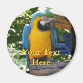 Macaw Magnet (Voorkant)
