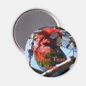 Macaw Magnet (Voorkant / Achterkant)