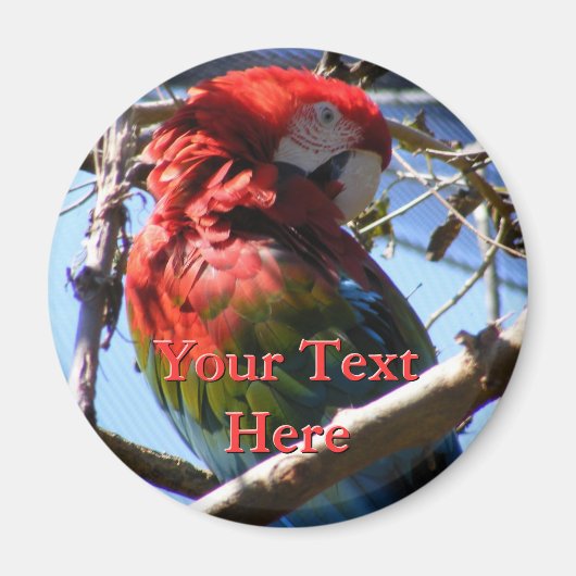 Macaw Magnet (Voorkant)