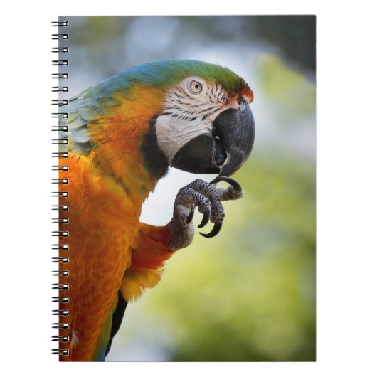 macaw notitieboek (Voorkant)