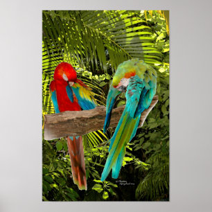 Macaw papegaaien in een tropisch bos Poster