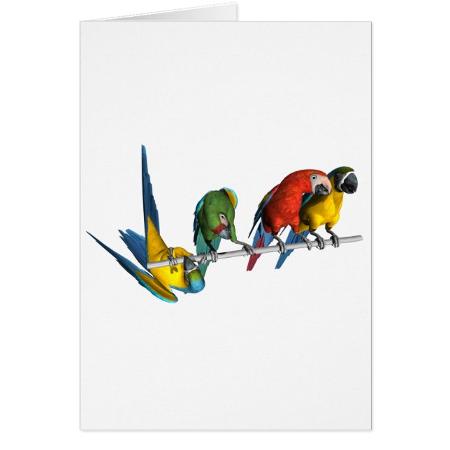 Macaw Parrot (Voorkant)