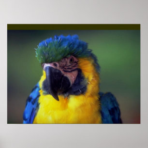 Macaw Parrot Bird Wall Poster
