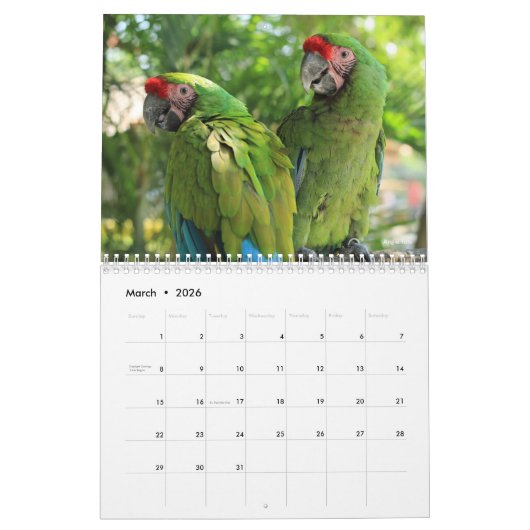 Macaw Parrot Blue Gold Scarlet Hyacinth 2026 Bird Kalender (Mar 2026)
