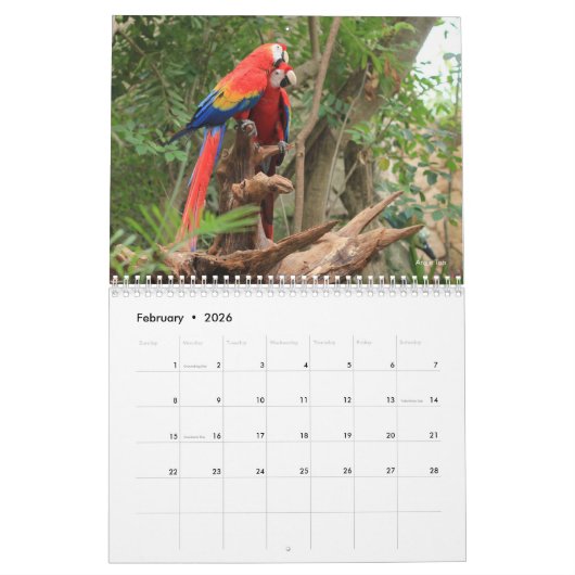 Macaw Parrot Blue Gold Scarlet Hyacinth 2026 Bird Kalender (Feb 2026)
