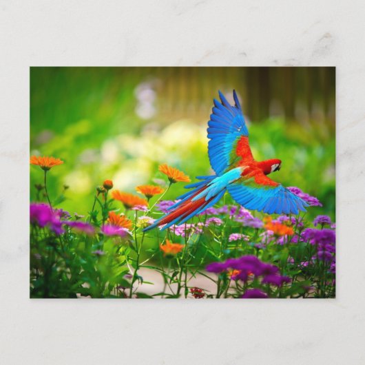 Macaw Parrot Briefkaart (Voorkant)