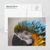 Macaw Parrot - Briefkaart (Voorkant / Achterkant)