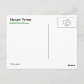 Macaw Parrot - Briefkaart (Achterkant)