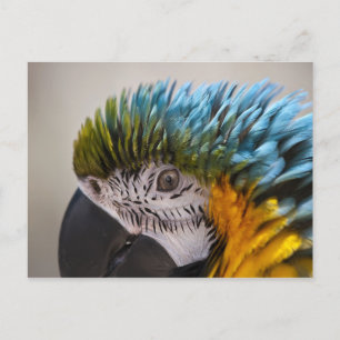Macaw Parrot - Briefkaart