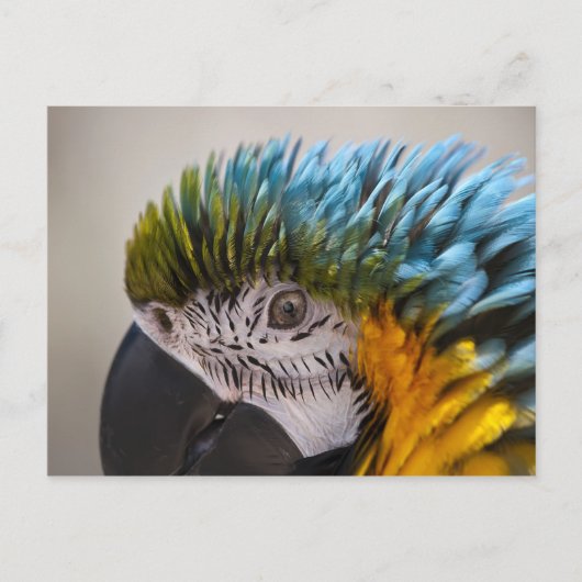 Macaw Parrot - Briefkaart (Voorkant)
