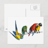 Macaw Parrot Briefkaart (Voorkant / Achterkant)