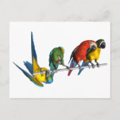 Macaw Parrot Briefkaart (Voorkant)