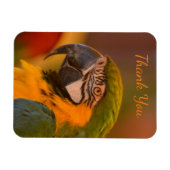 Macaw Parrot Dank u Magneet (Horizontaal)