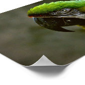Macaw Parrot Foto Poster (Hoek)