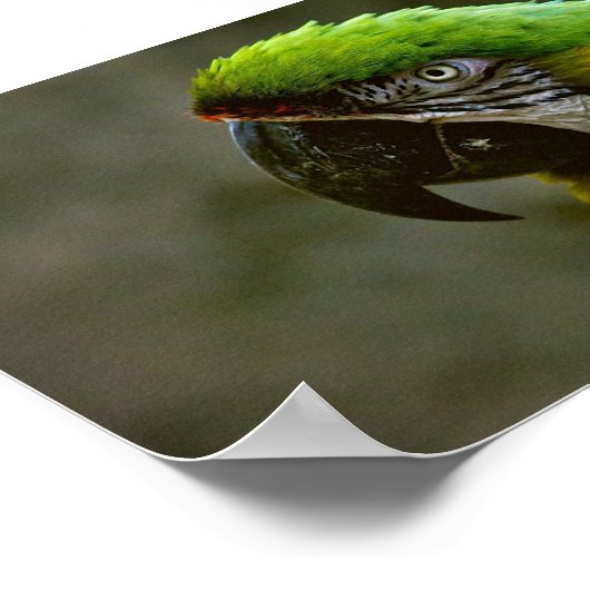 Macaw Parrot Foto Poster (Hoek)