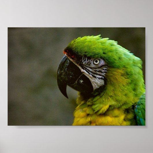 Macaw Parrot Foto Poster (Voorkant)