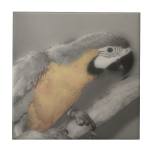 Macaw Parrot in zwarte en witte vogel Tegeltje