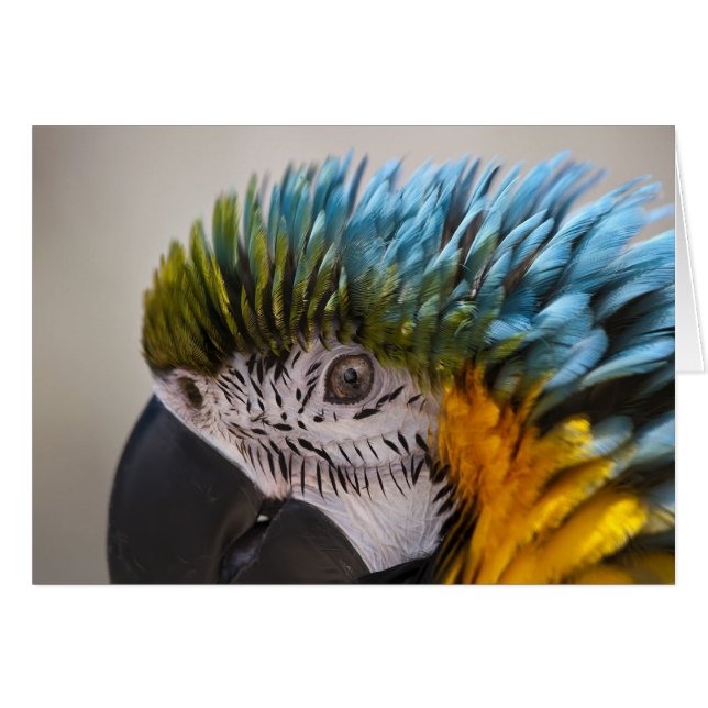 Macaw Parrot - Kaart (Voorkant Horizontaal)