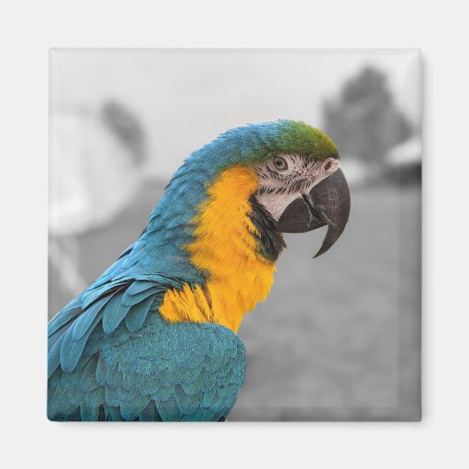 Macaw Parrot Magneet (Voorkant)
