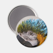 Macaw Parrot - Magnet (Voorkant / Achterkant)