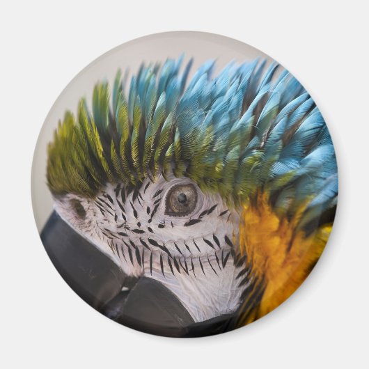 Macaw Parrot - Magnet (Voorkant)
