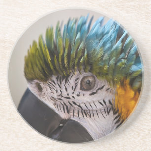 Macaw Parrot - Onderzetter